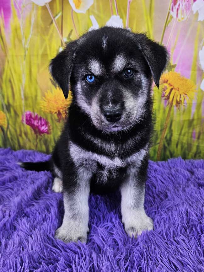 goberian-puppies-for-sale-indie-2025