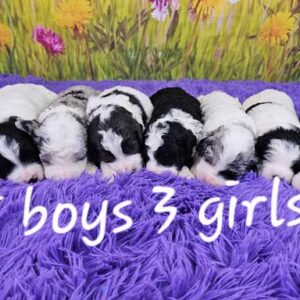 Shilo & Diamond's Litter 2025