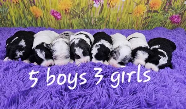 Shilo & Diamond's Litter 2025
