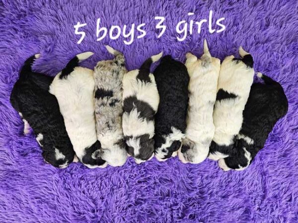 Shilo & Diamond's Litter 2025 - Image 2