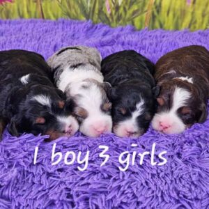 Mini-bernedoodle-for-sale-maya's-litter-2025