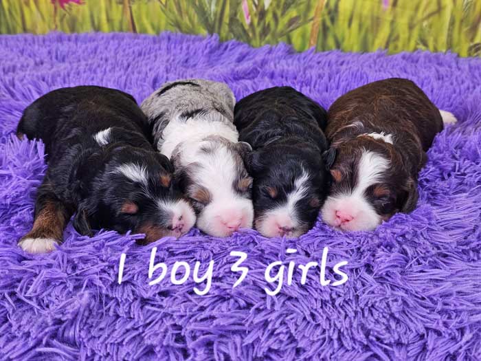 Mini-bernedoodle-for-sale-maya's-litter-2025