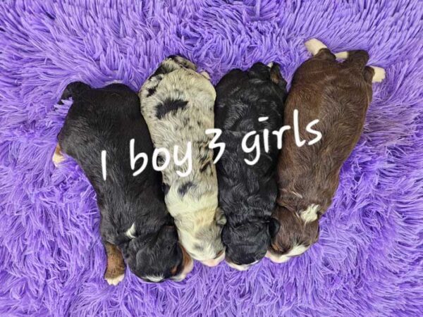 Maya & Quest's litter 2025 - Image 2
