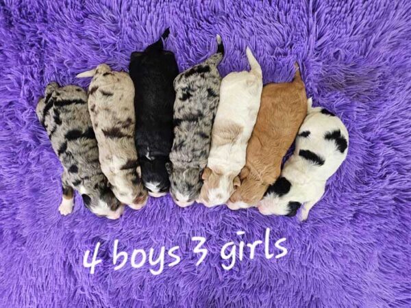 Mika & Quest's litter 2025 - Image 2