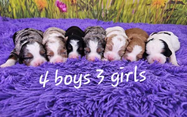 Mini-bernedoodle-puppies-available-near-me-mika-litter-2025