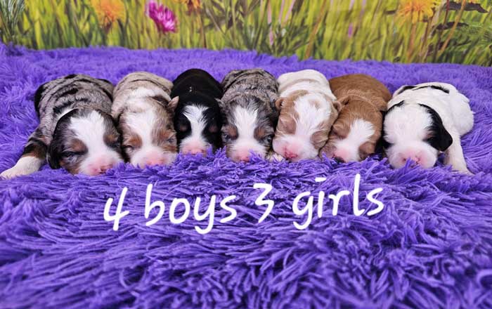 Mini-bernedoodle-puppies-available-near-me-mika-litter-2025