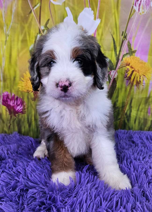Mini-bernedoodle-puppies-for-sale-scooby-2025