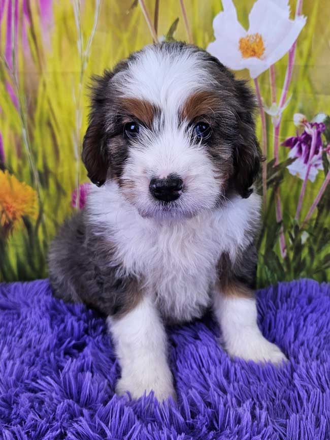 Mini-bernedoodle-puppies-for-sale-sierra-2025