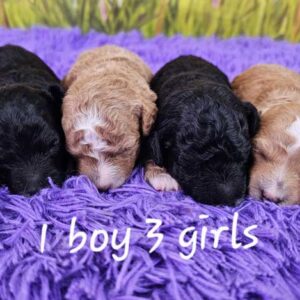Mini-poodle-puppies-for-sale-glory's-litter-2025