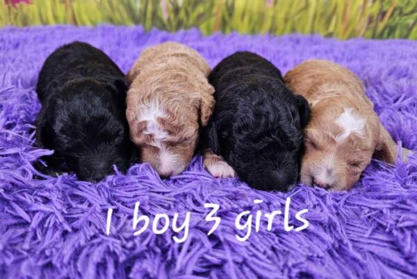 Mini-poodle-puppies-for-sale-glory's-litter-2025