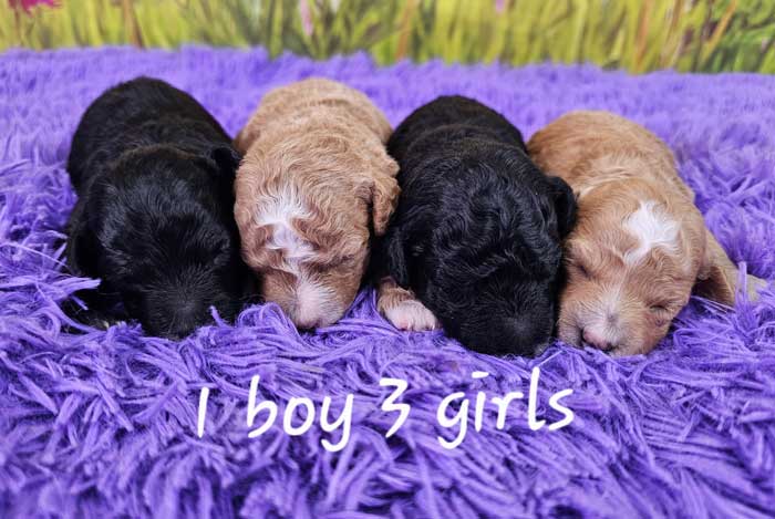 Mini-poodle-puppies-for-sale-glory's-litter-2025