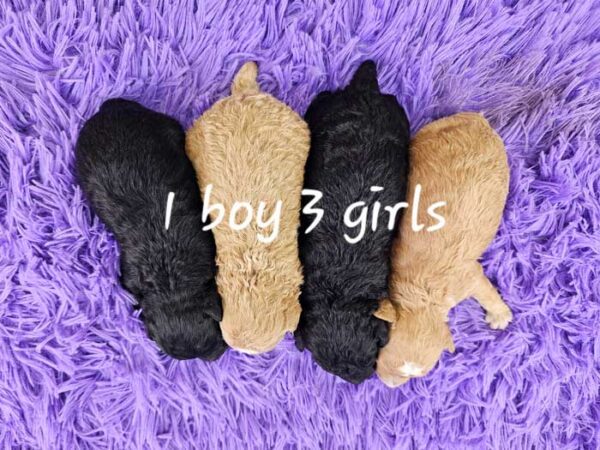 Glory & Titan's Litter 2025 - Image 2