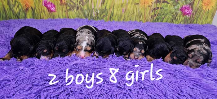 Mini-sheepadoodle-puppies-forsale-2025-maisie