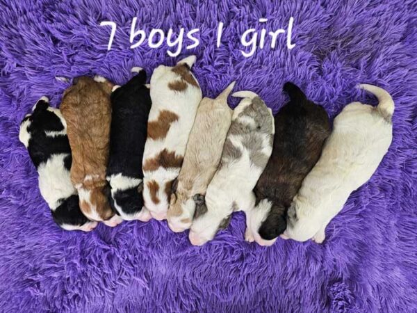 Taylor & Blake's Litter 2025 - Image 2