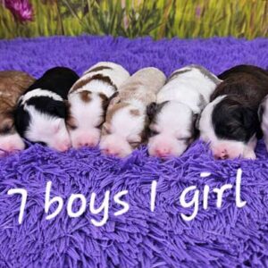 Mini-sheepadoodle-puppies-forsale-2025-taylor