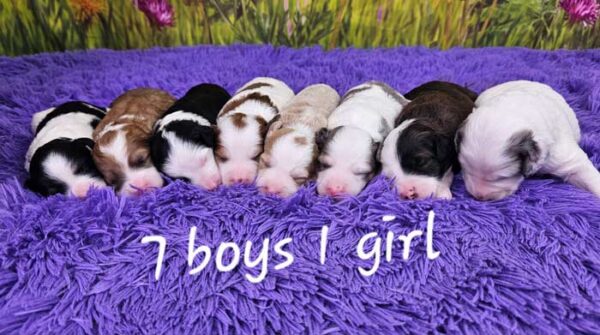 Mini-sheepadoodle-puppies-forsale-2025-taylor