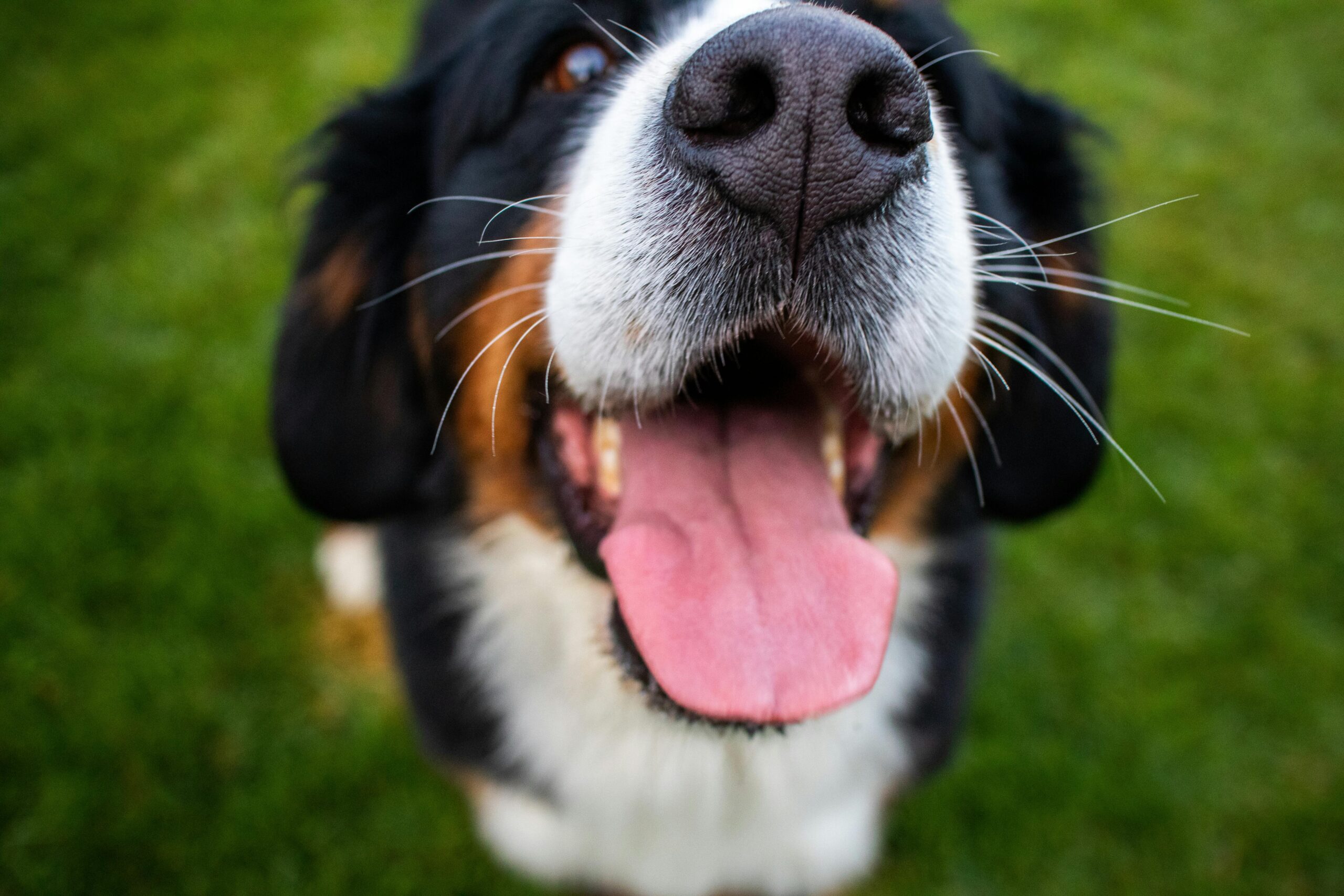 Bernese Mountain Dog Puppy Training Tips: Expert Guide for Success
