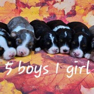Mini-bernedoodle-upcoming-litters-gina-2025