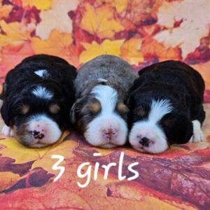 Stella & Blake's Litter 2025
