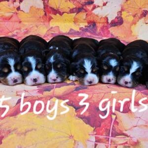 Miniature-bernese-mt-dog-puppies-for-sale-rainie-litter-2025