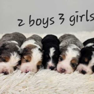 Delilah & Diamond's Litter 2025