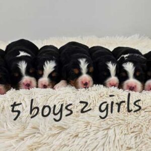 Mini-bernese-mountain-dog-upcoming-litters-halo-25