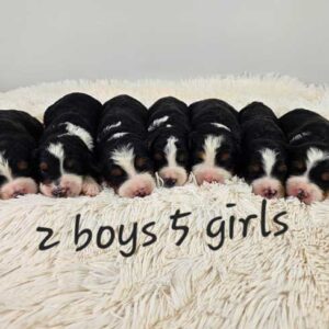 Mini-bernedoodle-upcoming-litters-nova-25