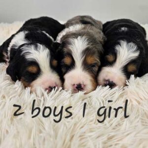 Olivia & Blake's Litter 2025