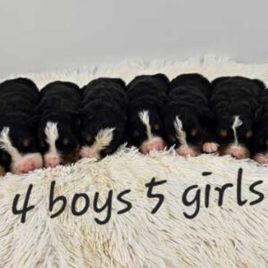Bernese-mt-dog-upcoming-litters-sherry-25