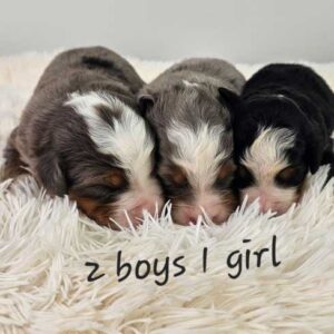 Keri & Blake's Litter 2025