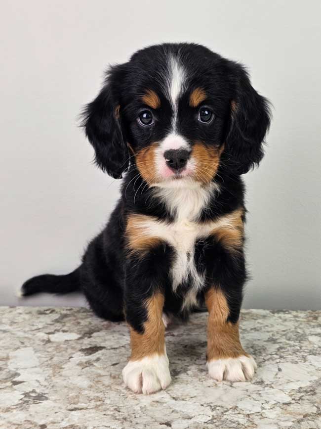 Dog Puppies Cavalier Bernese Mix Mini Bernese Bernese Mountain - Main Image