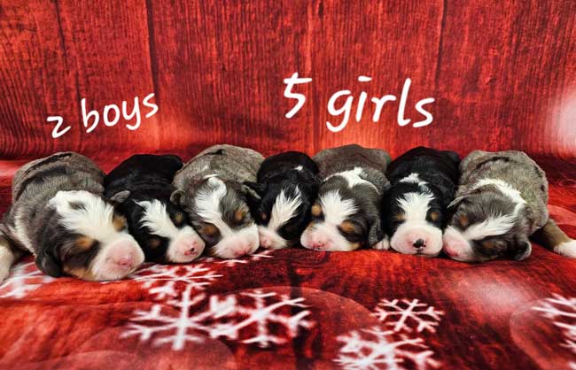 Snickers & Blake’s Litter 0126