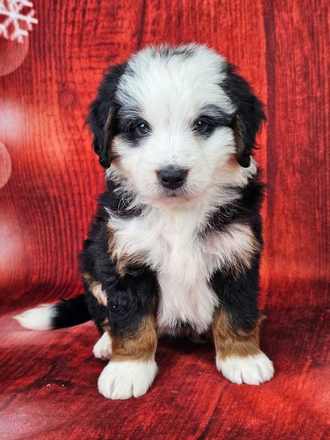 Tucker