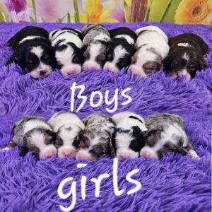 Maya & Quest's litter 0326