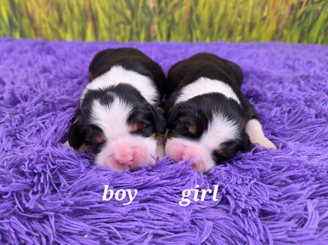 Destiny & Maxwell’s Litter 0526