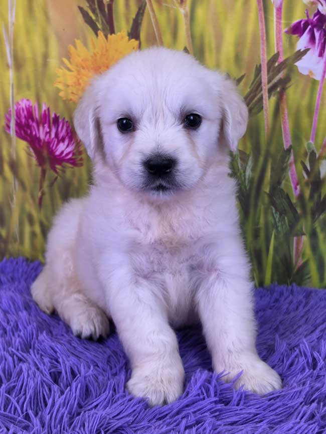 Murphy