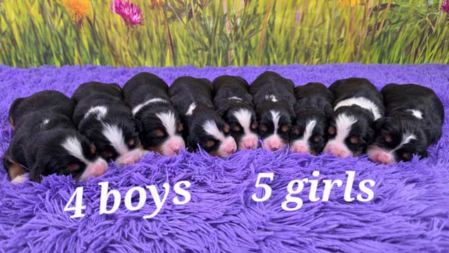 Sherry & Maxwell’s Litter 0526