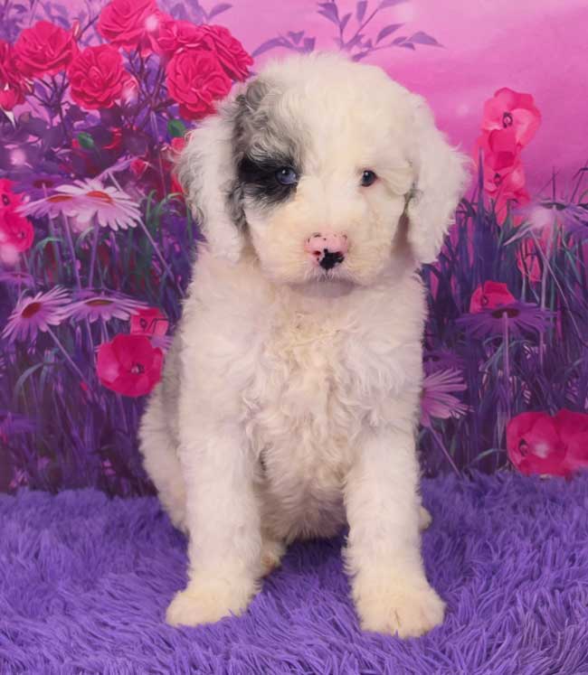 Snoopy