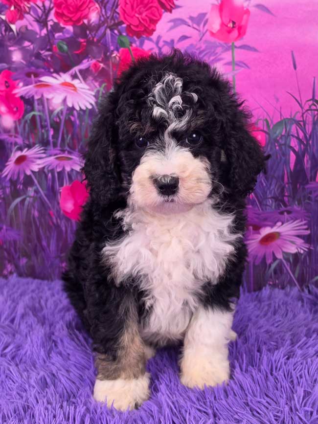 Stella
