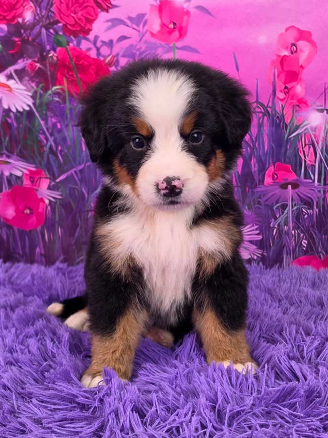 Daisy
