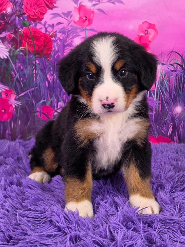 Darla