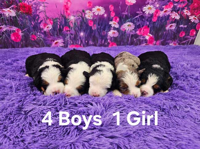 Zoey & Willie’s Litter 0826
