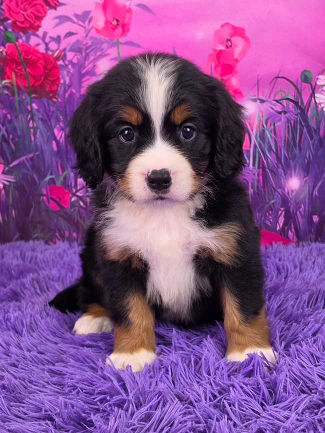 Lulu