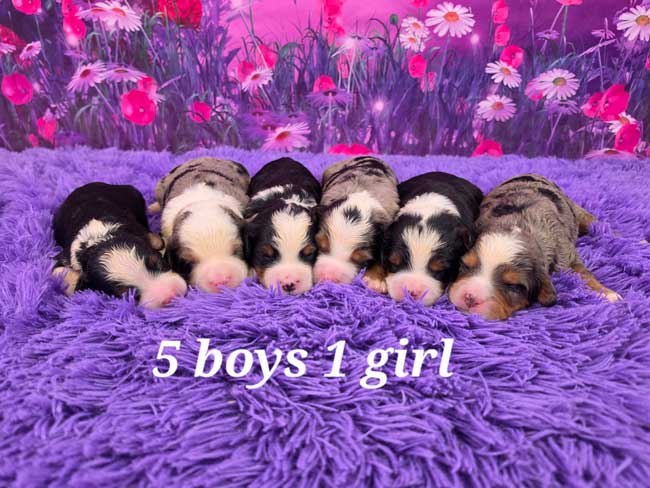 Shareena & Willie’s Litter 0826