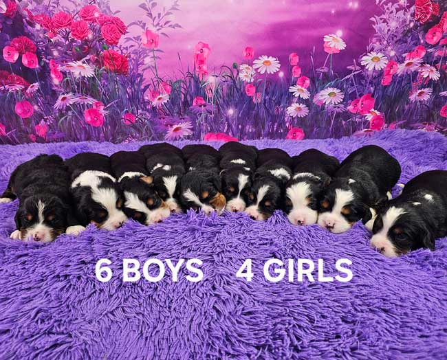 Lola & Maxwell’s Litter
